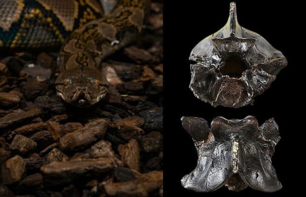 Anakondalar 12 Milyon Yıldan Uzun Süredir Dev Boyutlarda