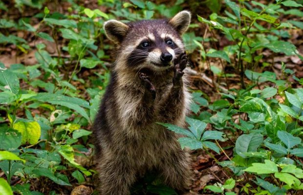 Şehirlerde Yaşayan Rakunlar Evcilleşme Belirtileri Gösteriyor