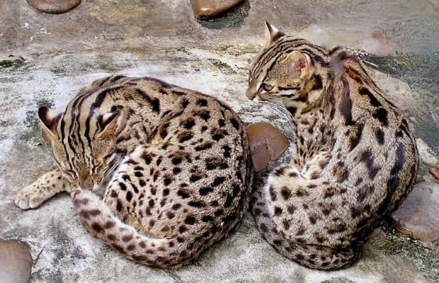 Çin'de 3.500 Yıl Boyunca Leopar Kedilerini Evcilleştirilmiş