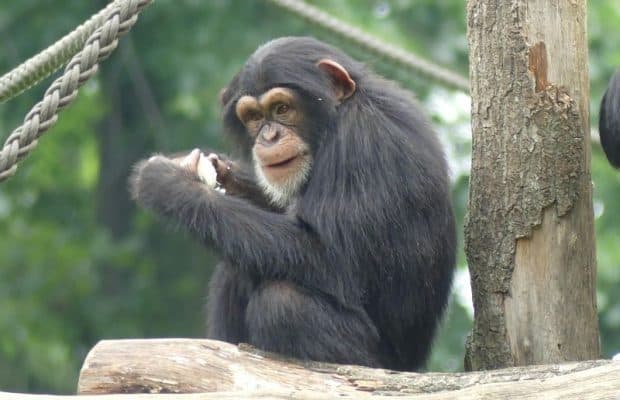 Şempanze Yavrularının Korkusuzluğu Bize Ne Anlatıyor?