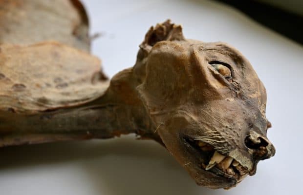 Arabistan'daki Mağaralarda Çita Mumyaları Bulundu