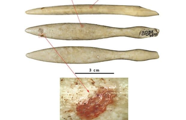 İber Yarımadası’nda 4.750 Yıllık Su Aygırı Dişi Nesne Bulundu