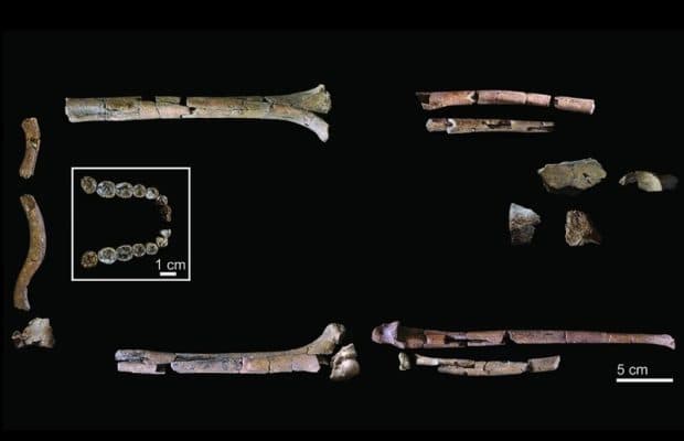 Homo habilis'e Ait 2 Milyon Yıllık En Eksiksiz İskelet Bulundu