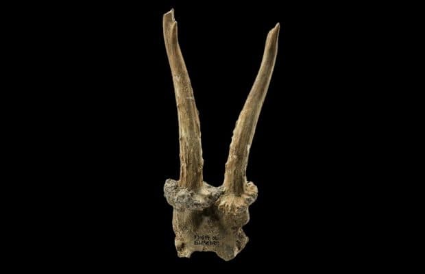 Neolitik Köyde Avcı Toplayıcılarla İlişkili Başlık Bulundu