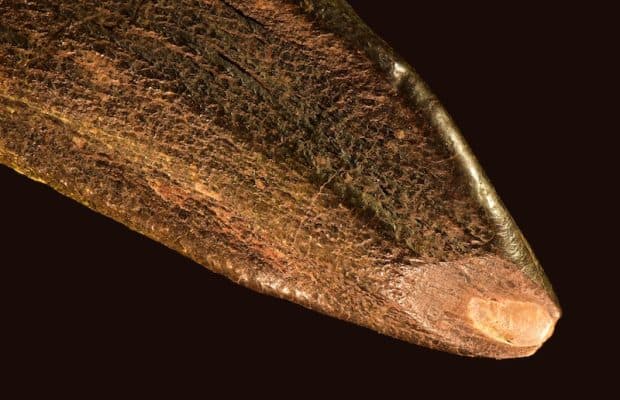 Dinozor Dişleri 150 Milyon Yıl Önceki Yaşamı Anlatıyor