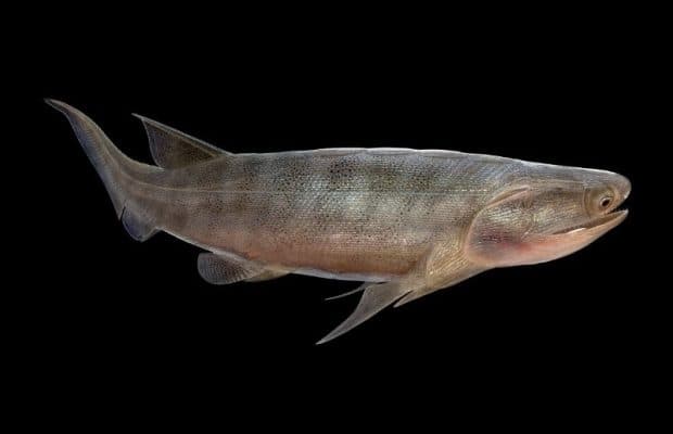 Bilinen En Eski Kemikli Balık Fosilleri Keşfedildi