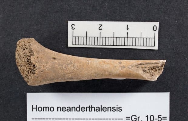 55.000 Yıllık Bir Fetüs Neandertallerin Çöküşünü Anlatıyor