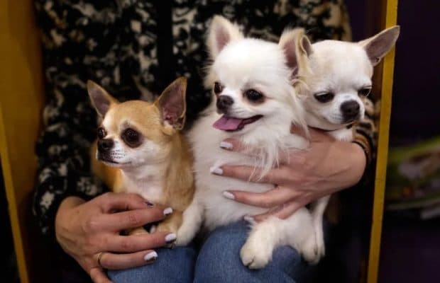 Chihuahua: Tükendiği Sanılan Bir Soyun Yaşayan Temsilcisi