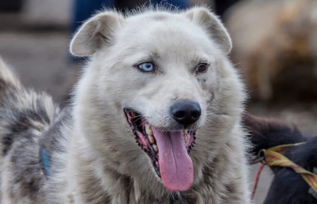Köpeklerin Beyinleri En Az 5.000 Yıl Önce Küçülmeye Başladı