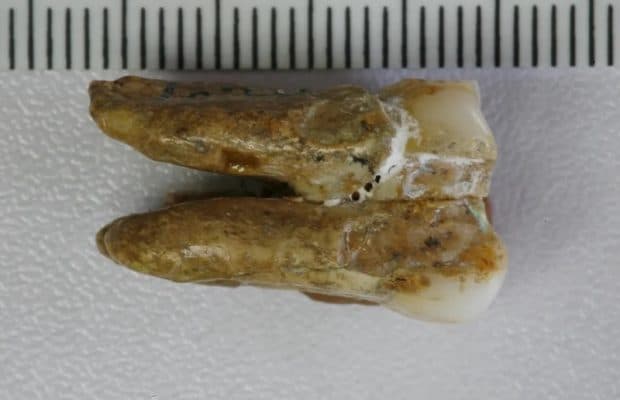 Homo erectus'un genetik materyali ilk kez dizilendi