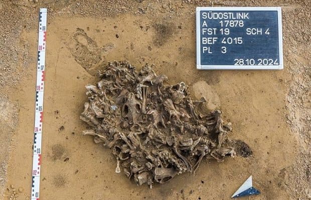 Neolitik Kürk Üretimi: Almanya'da Bulunan 12 Kunduz