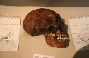Neandertal DNA'sı Virüs Savunmamızı Etkiliyor
