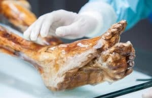 Buz Adam Ötzi'nin 5.300 Yıllık Mikroplarında Canlılık Belirtileri Bulundu