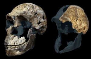 Güney Afrika'daki Mağarada Bulunan Homo naledi İskeletleri Tamamı Dişi