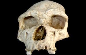 Homo sapiens'in Varoluş Süresi Diğer Türlerden Kısa