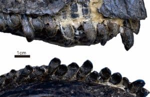 Korunmuş Dinozor Kafatası, Yeni Bir Sauropod Türünü Açıkladı