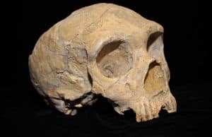 Neandertallerin İlk Keşfi ve Açıklamaları