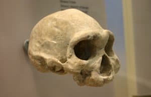 Dmanisi'de Bulunan 1,8 Milyon Yıllık Hominin Tek Dişiyle Hayatta Kaldı