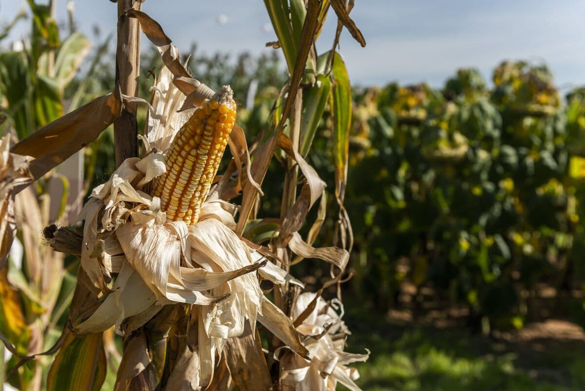 Hedge Fund Seeks $500 Million to Address El Niño-Related Crop Risks