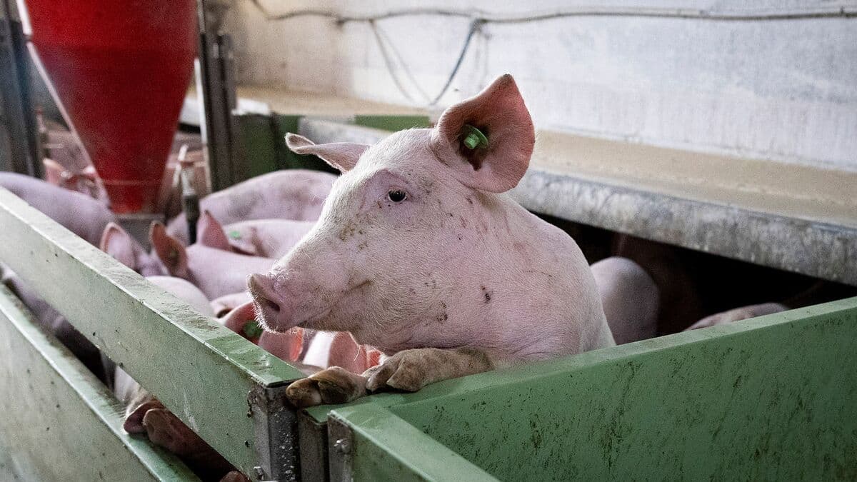 New Legislation Aims to Improve Pig Welfare in Pork Industry