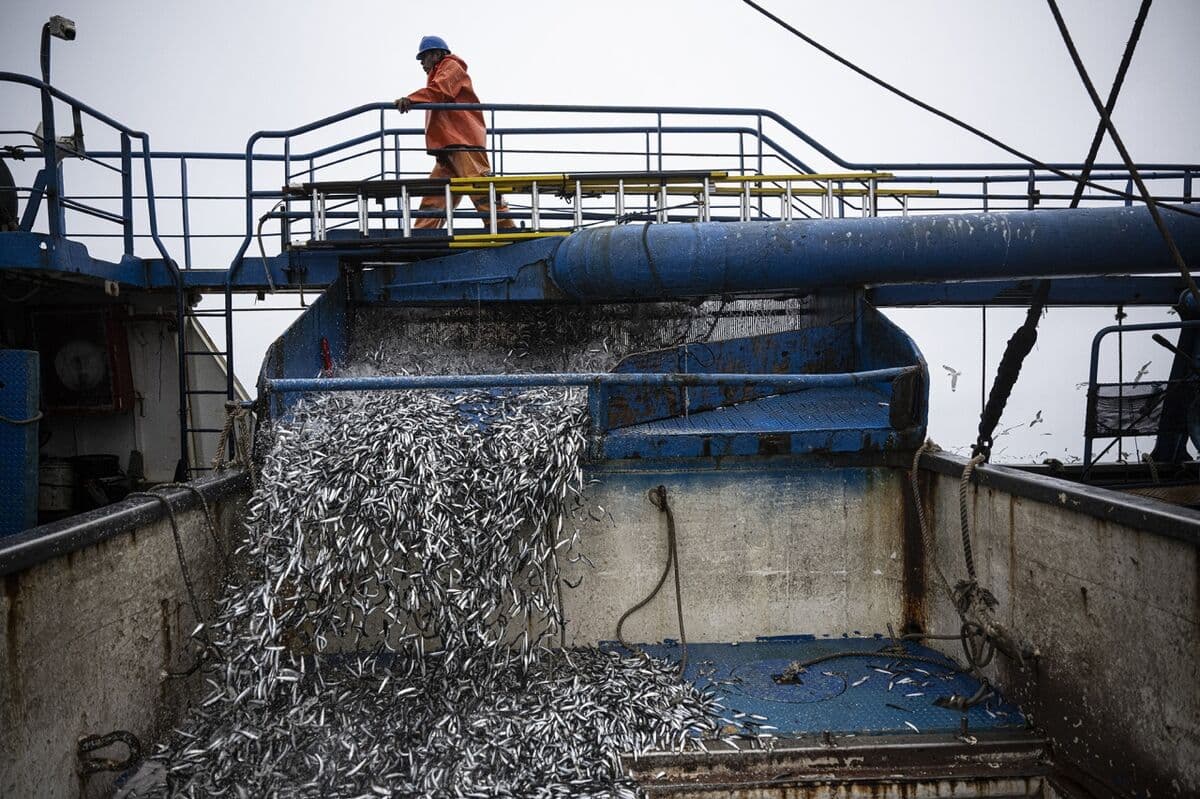Peru Extends Ban on Anchovy Fishing Amid El Niño Threat