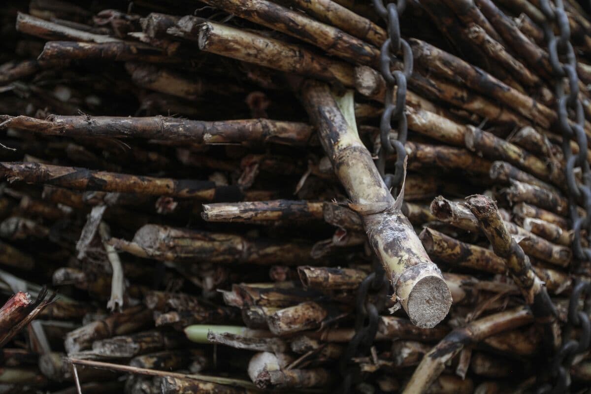 Vision Group and IDC in Negotiations to Support Tongaat Hulett Sugar Refinery