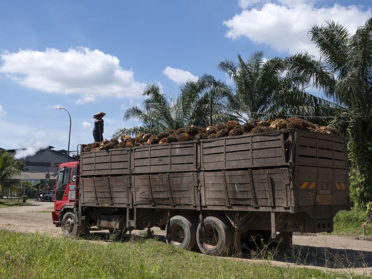 Malaysian Palm Oil Exports May Decline Due to Indonesian Competition