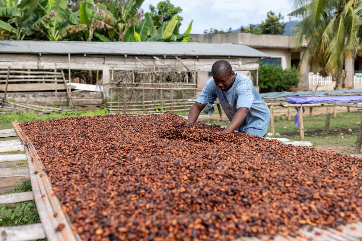 Ghana’s Loan Repayment Delays Threaten Cocoa Bean Purchases