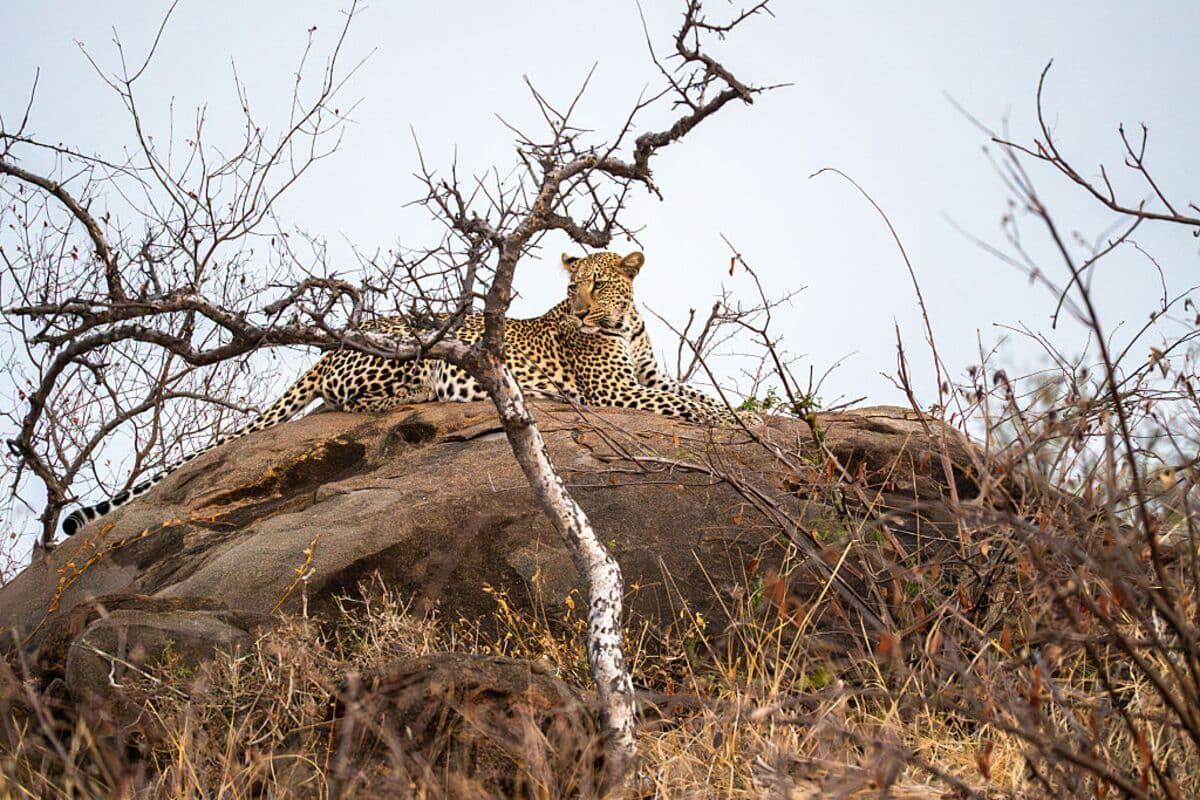 South Africa to Resume Kruger Park Day Visits on Better Weather