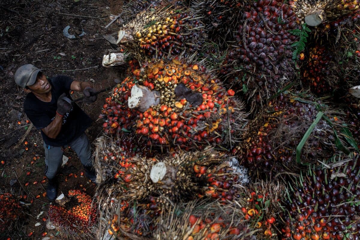 Palm Oil Prices Rise Amid Increased Exports and Anticipated Indian Demand