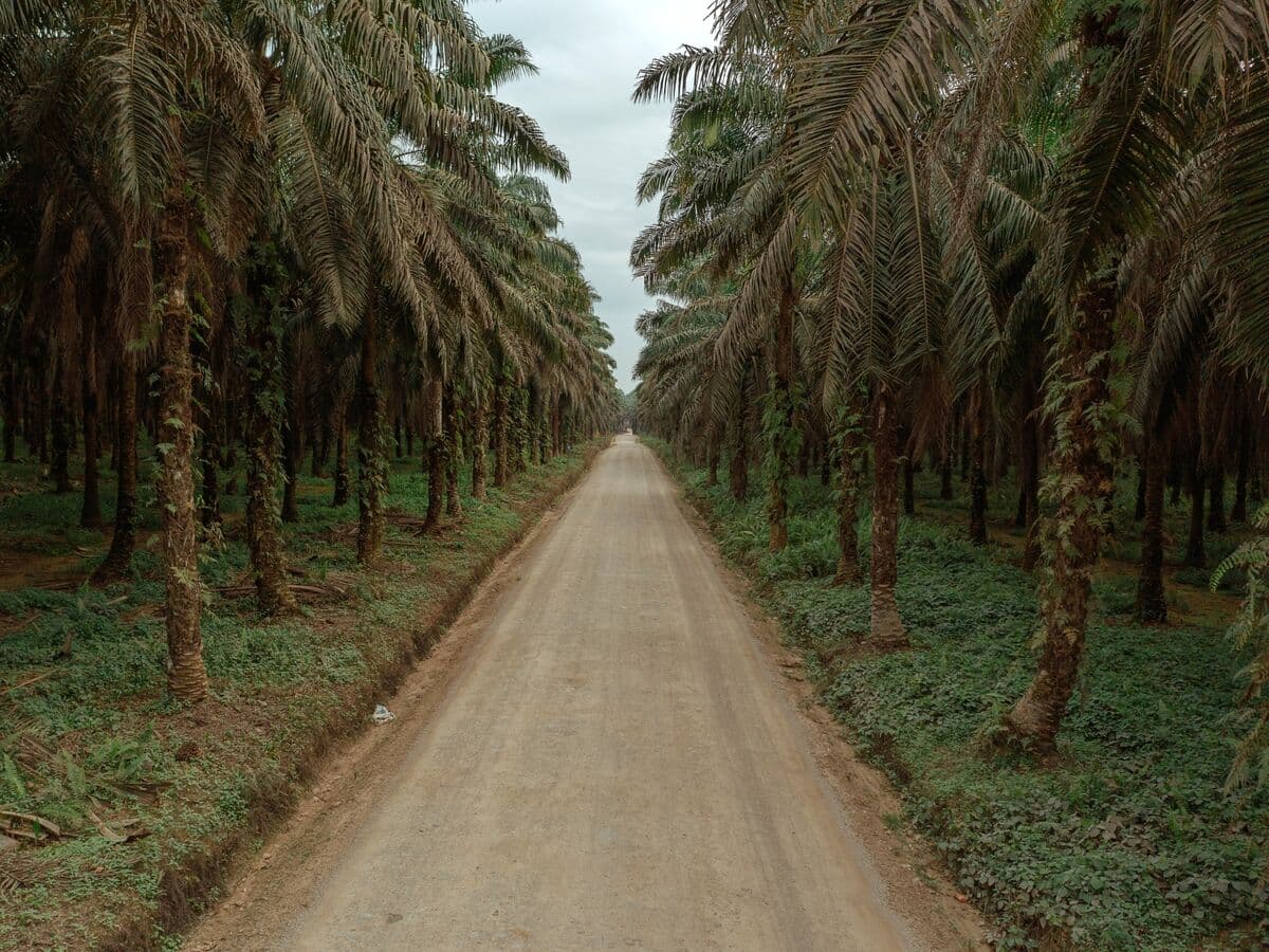 Indonesia's Commodities Overhaul Causes Uncertainty Among Traders