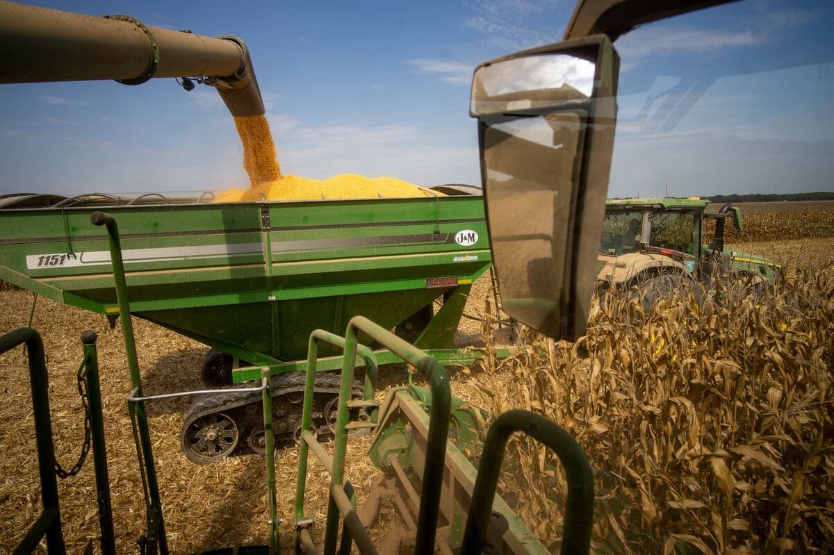 Corn Rises to Two-Week High as Report Seen Cutting US Yield