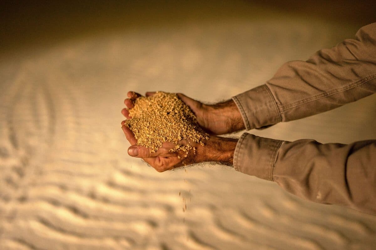 Netherlands Rejects Argentina Soy Meal Cargoes Over GMO Issue