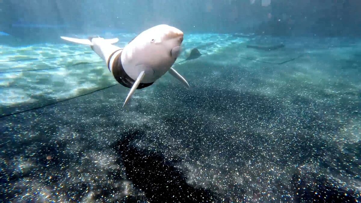 Disney Parks to Introduce Aquatic Robots and Star Wars Droids