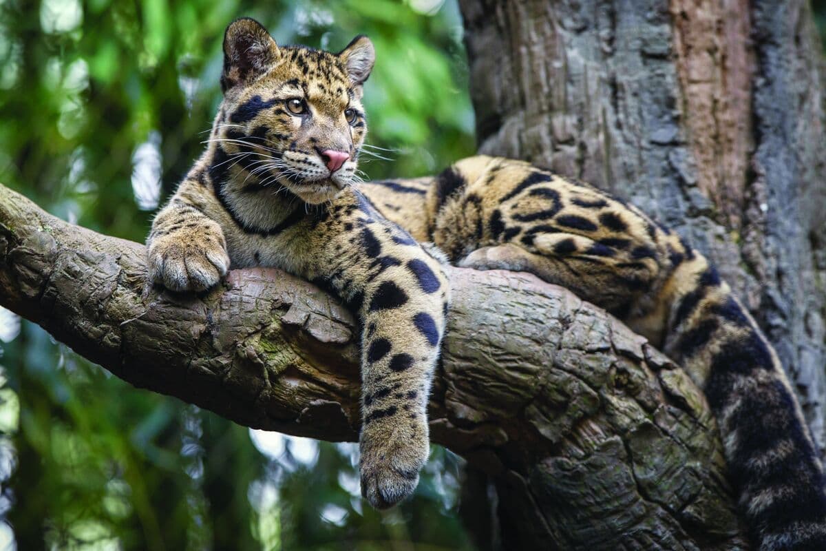 Data Centers Have a New Adversary: Tigers and Leopards at a Zoo