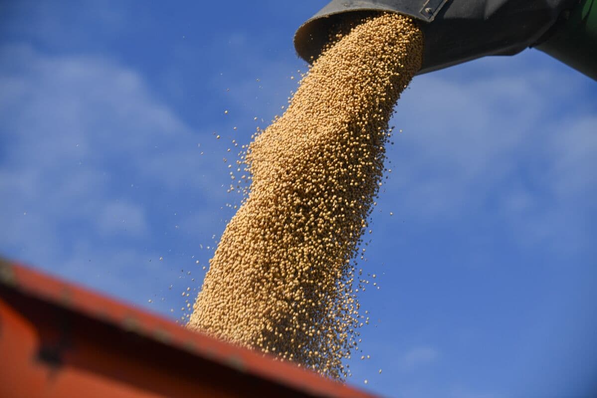 Soy Poised for Worst Week Since 2024 as US-China Meeting Delayed