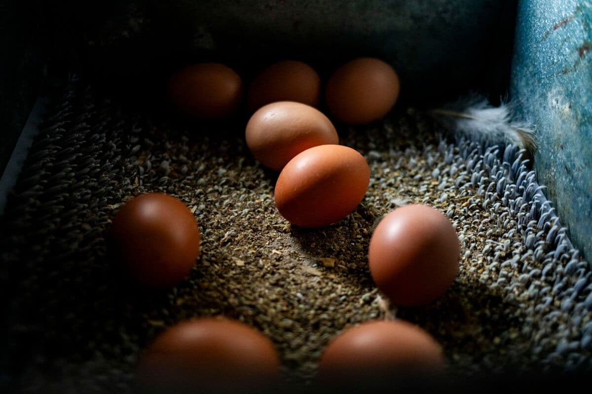 Cal-Maine Foods and Other Egg Suppliers Near Settlement in DOJ Pricing Investigation