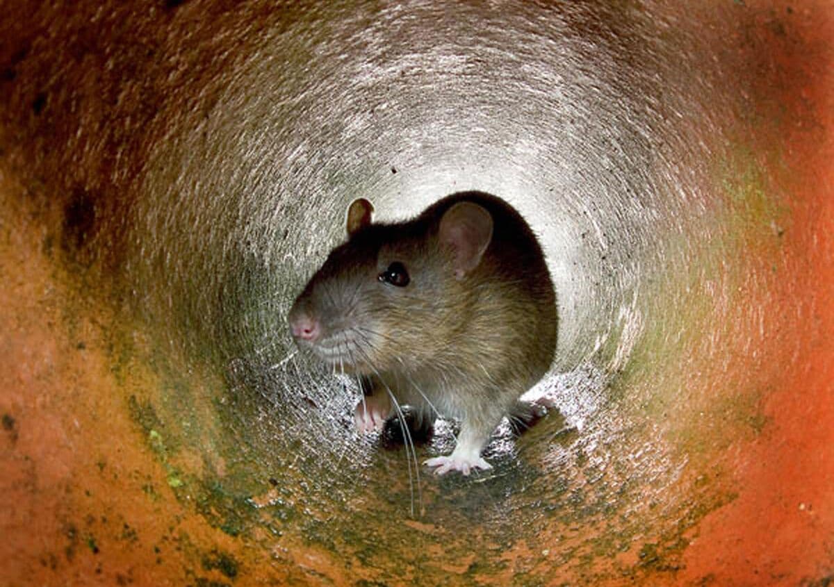 Hantavirus Outbreak on Cruise Ship Leaves Three Dead, WHO Says