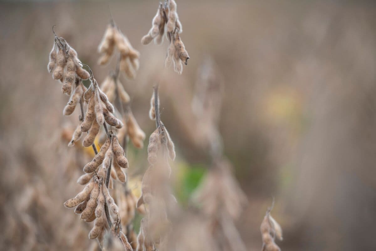 Soybean and Corn Prices Increase as China Plans to Purchase More US Crops
