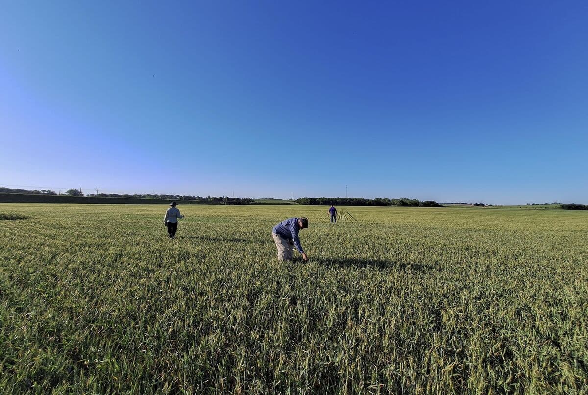US Farmers Contact Adjusters as Severe Weather Affects Wheat Crops