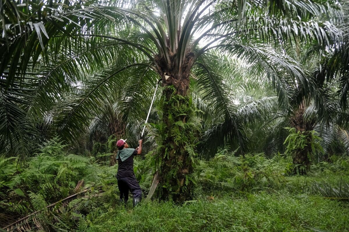 Palm Oil Futures Experience Largest Monthly Decline Amid Falling Crude Prices