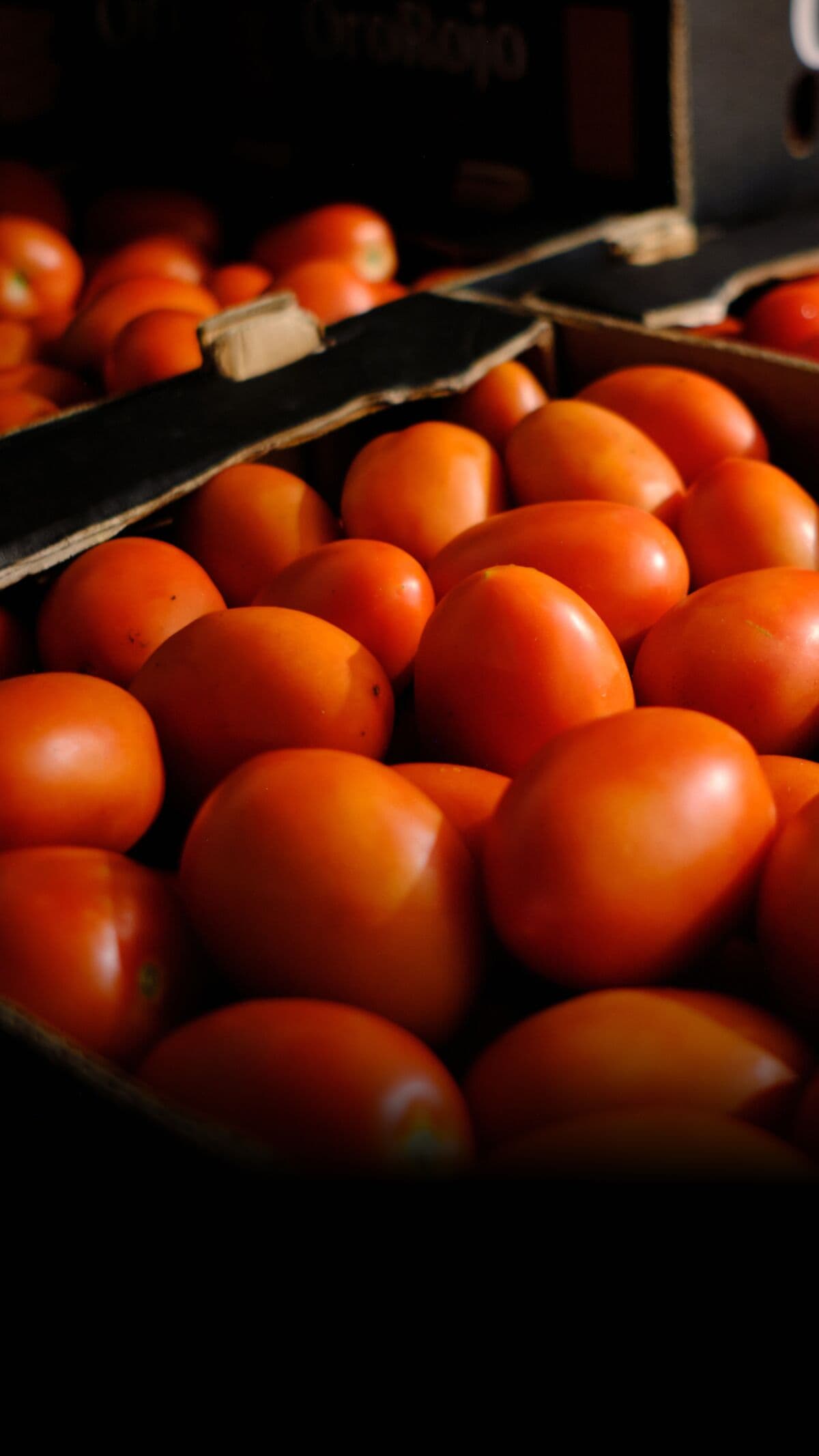 Tomato Prices Reach Highest Level in Four Decades at $2.69 per Pound