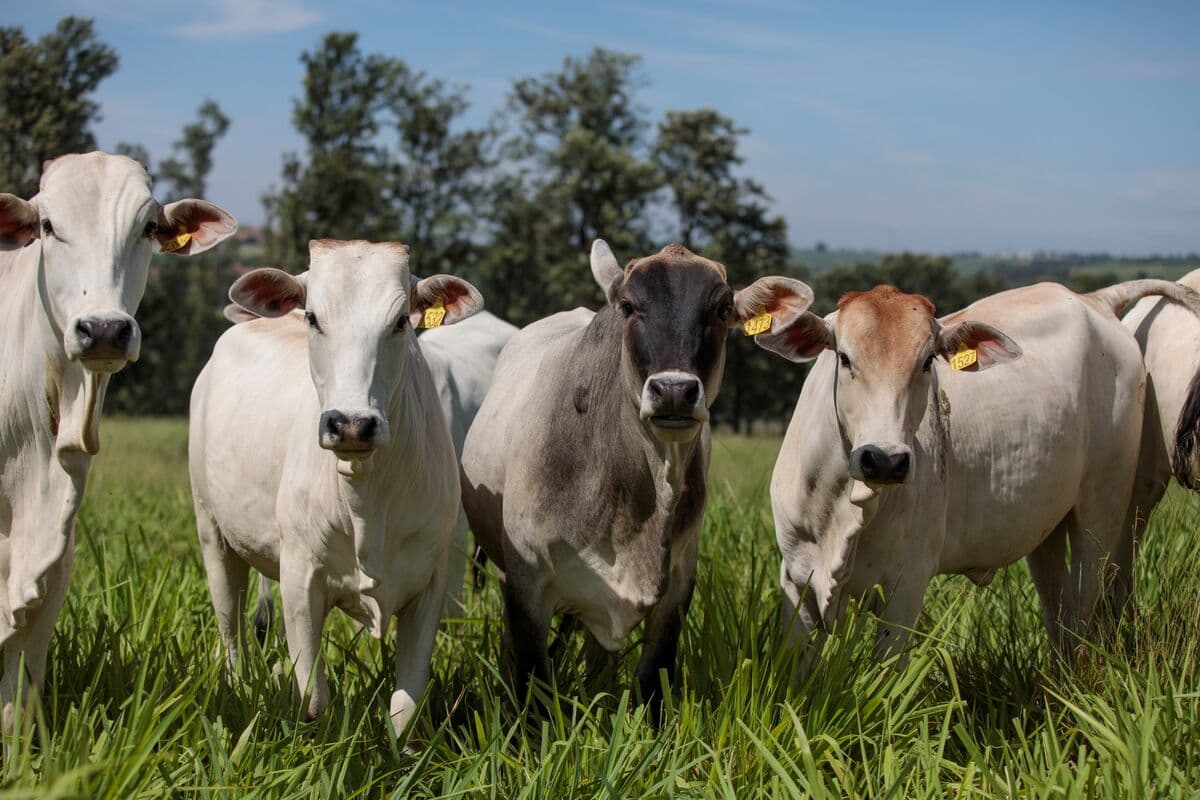 Brazil Nears Its China Beef Quota in Big Shift for Trade Flows