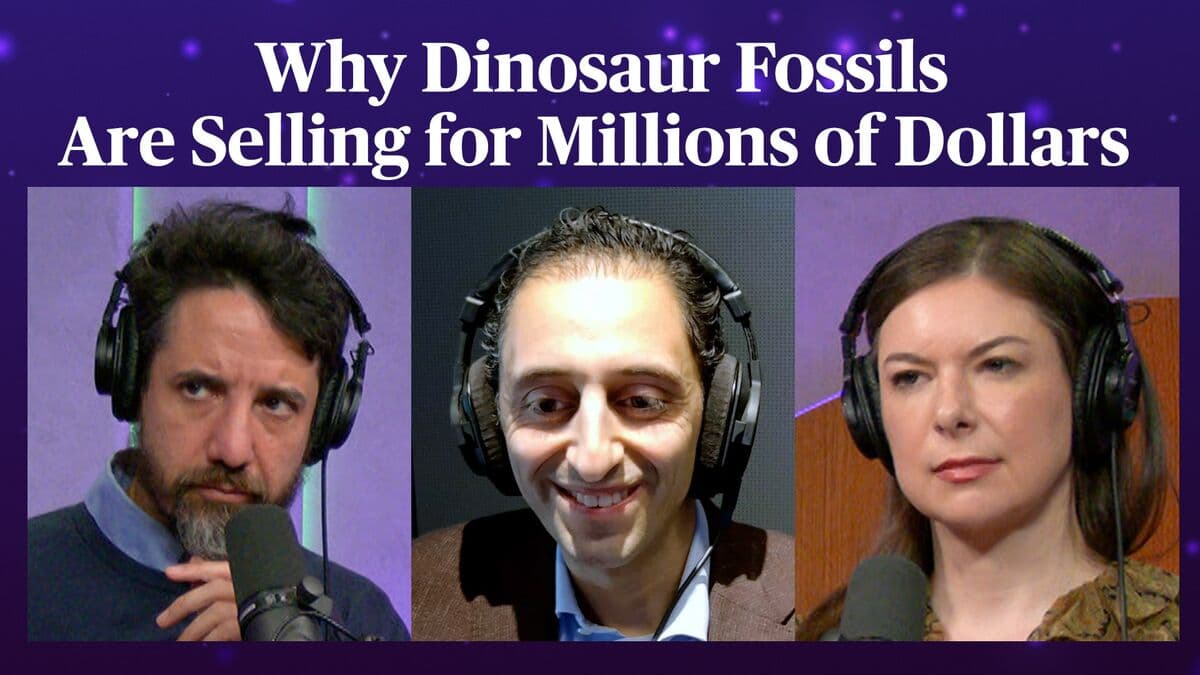 Inside the Booming Market for Dinosaur Fossils | Odd Lots