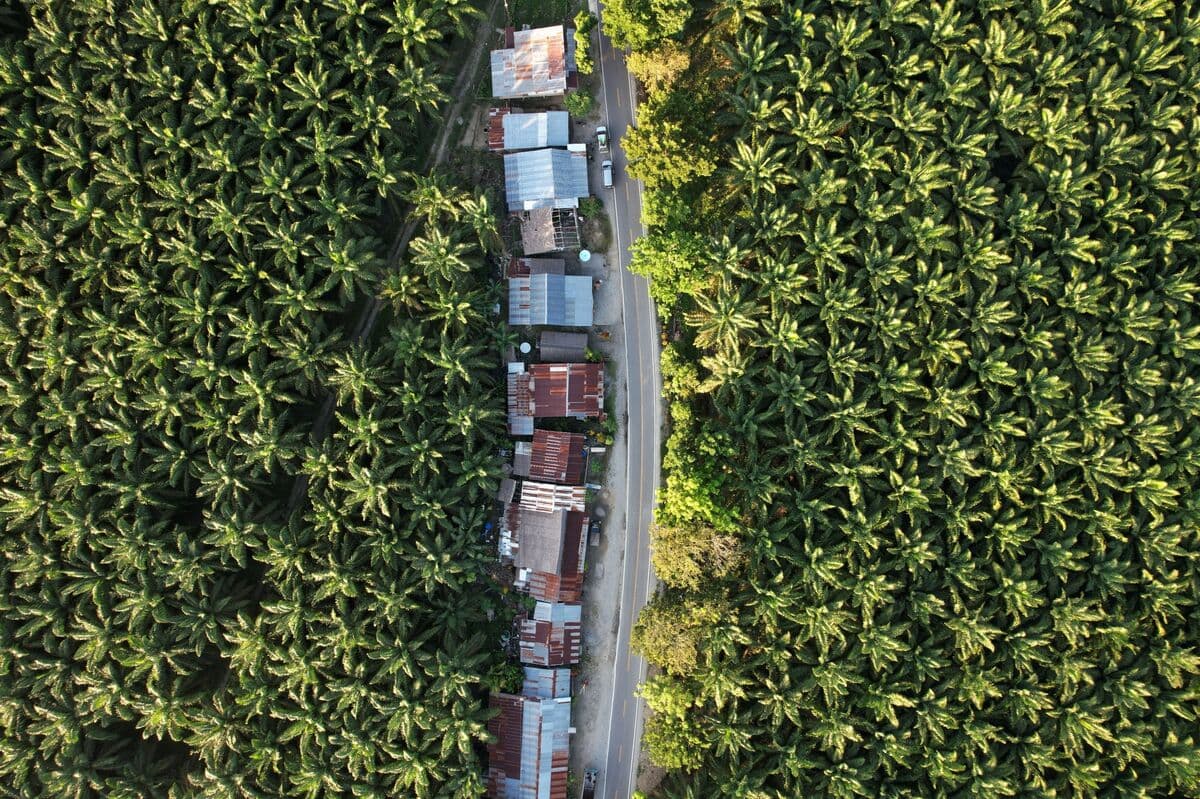 Indonesia Announces New Export Regulations for Palm Oil and Coal