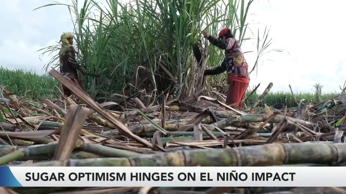 Sugar Prices May Be Affected by El Niño Weather Patterns