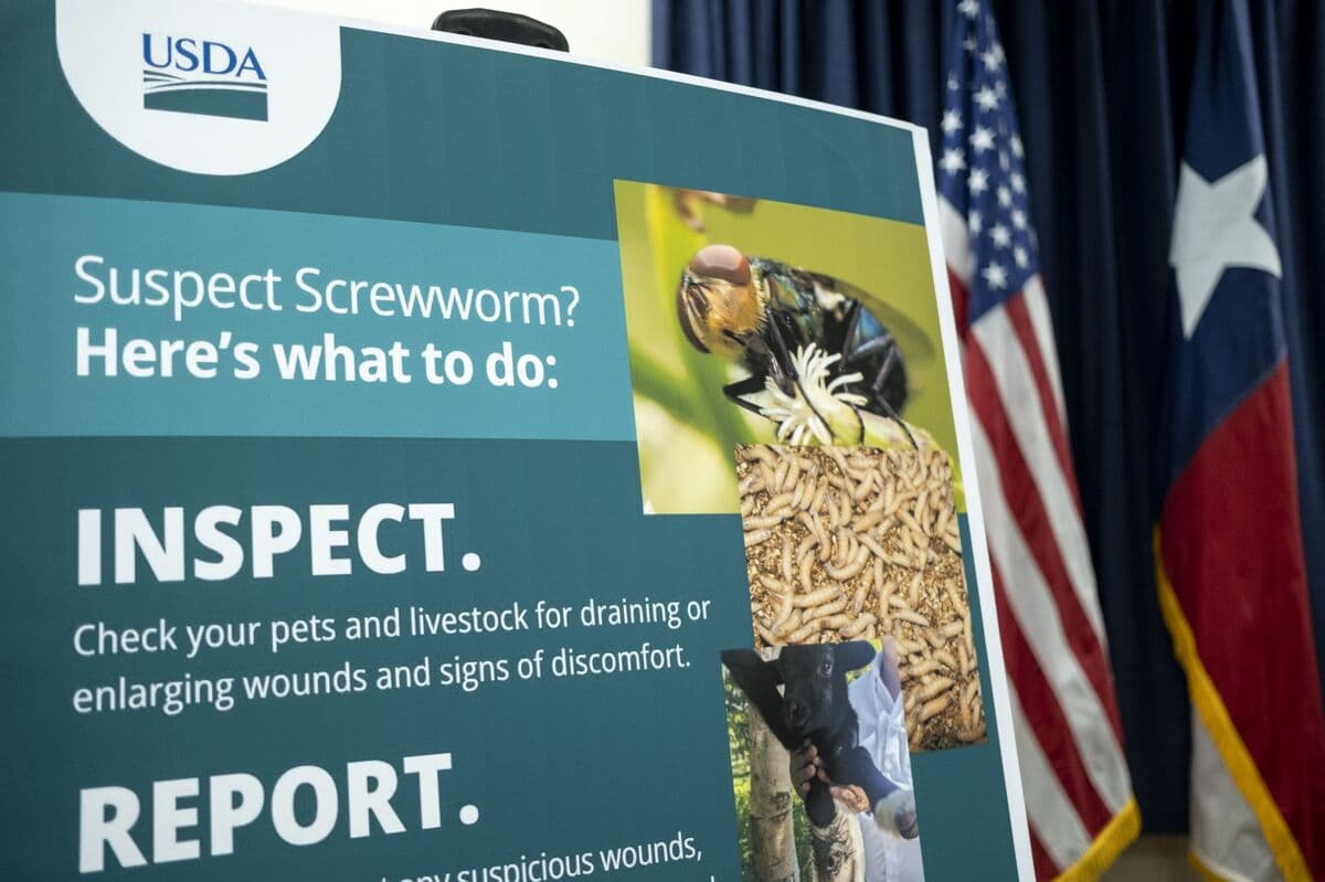 USDA Confirms Second US Screwworm Case in Texas
