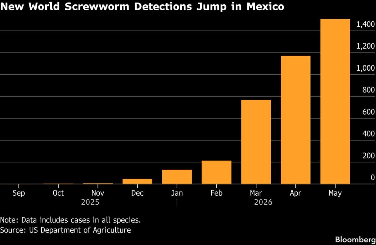 Deadly Screwworm Parasite Detected in US, Threatening Cattle Herds