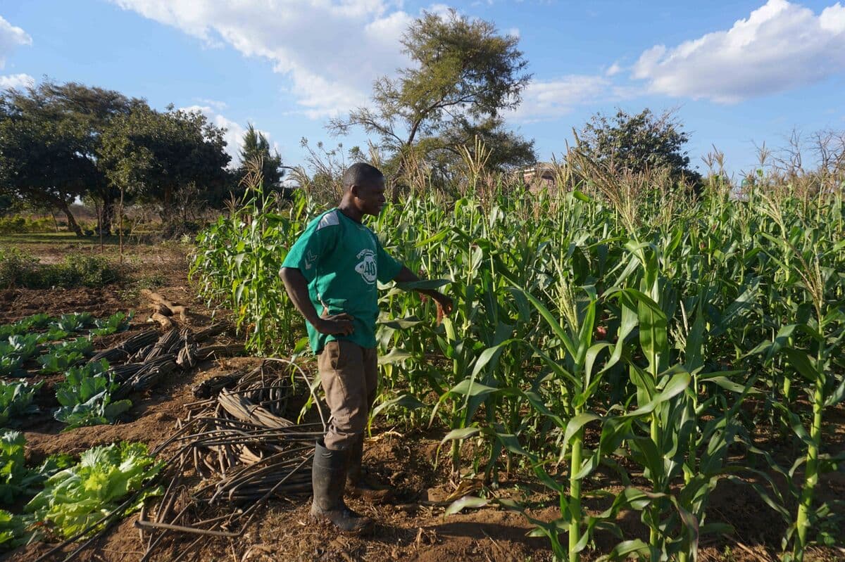 Zambia Anticipates Record Corn Harvest of Over 4.1 Million Tons
