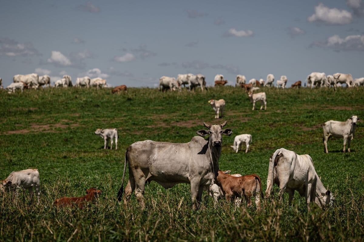 Brazil Excluded from EU List of Approved Animal Product Suppliers